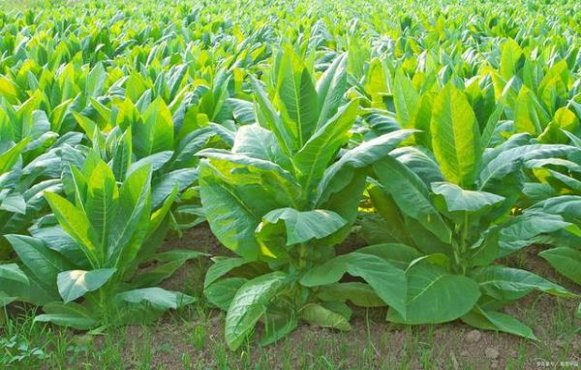 好日子硬吉祥多少钱一盒2024？好日子硬吉祥批发价格是多少？