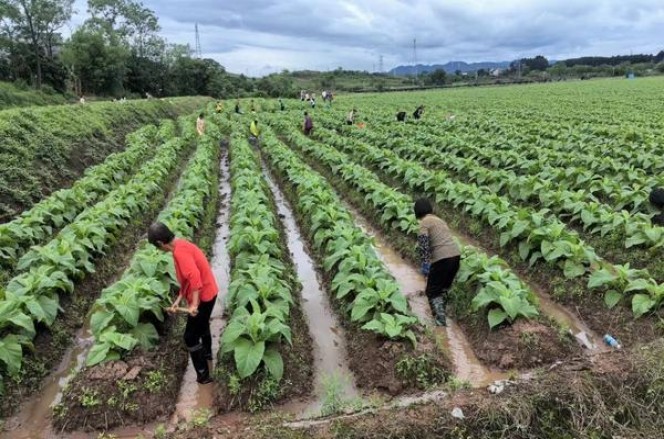 重大新闻！烟批发广西“袖手傍观”