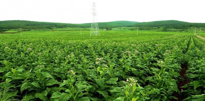 贵烟(魔力)一手渠道，贵烟(魔力)多少钱一包2024？