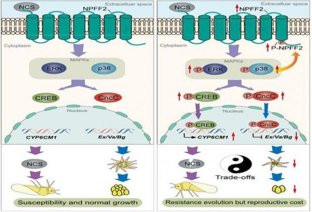 好彩(双爆珠泰国版)图片及价格查询好彩(双爆珠泰国版)价格表一览 