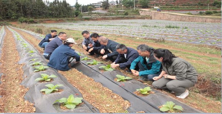双喜(万象好日子)总仓批发，双喜(万象好日子)价格表图一览表