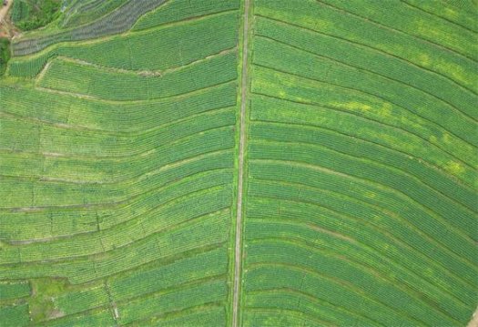 库柏(硬红)厂家渠道，库柏(硬红)香烟价格表2024