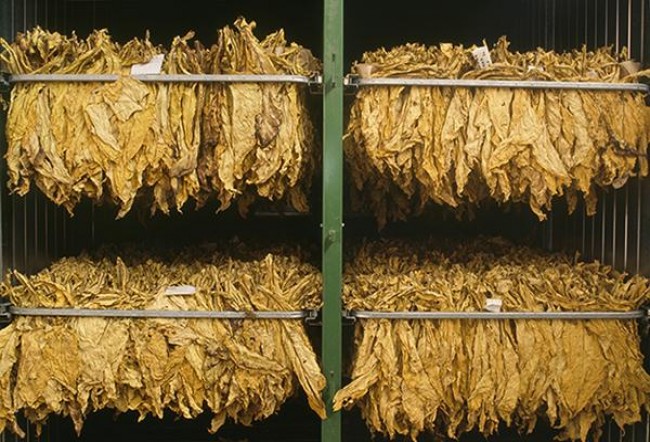 厉风(雪梨双爆珠日版)厂家直销，厉风(雪梨双爆珠日版)价格表图一览表