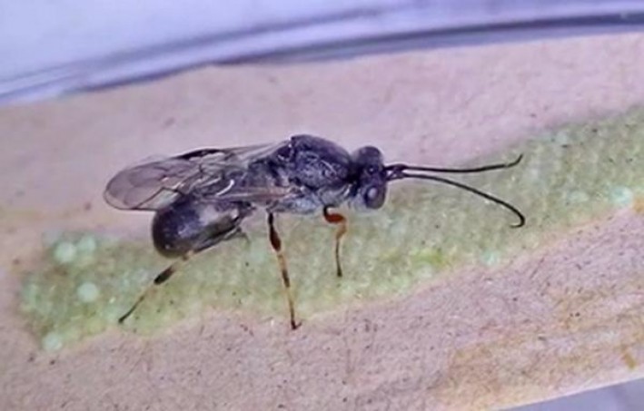 重点通报！最新云霄香烟一手货源总仓批发“喋喋不休”