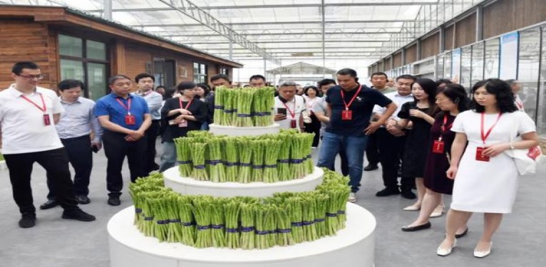 娇子(功夫经典)多少钱一盒？娇子(功夫经典)图片及价格 