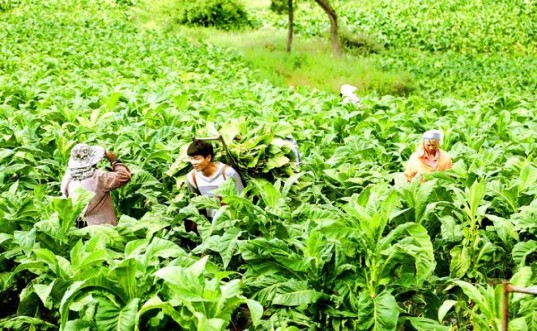 THIS(6.5mg 韩国免税版)香烟正品价格表 THIS(6.5mg 韩国免税版)什么价格？