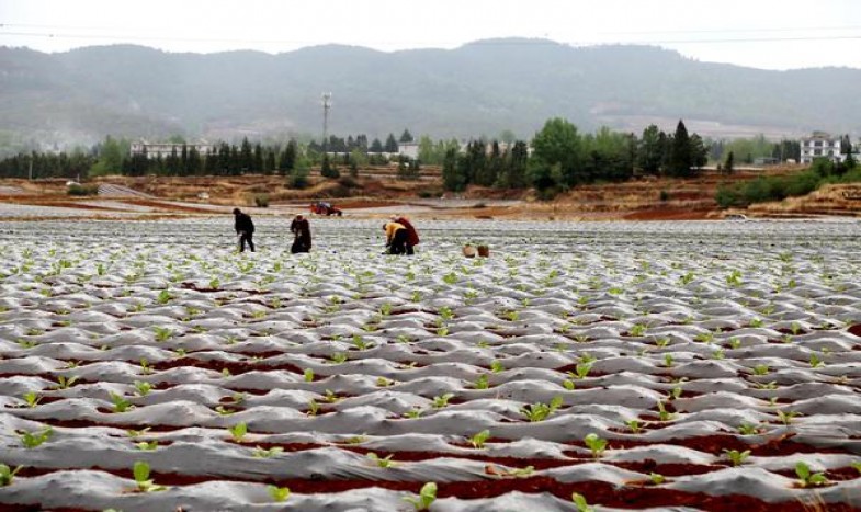 好彩软红阿根廷含税版价格表一览 好彩软红阿根廷含税版什么价格？