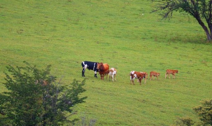 独家报道！爱喜香烟一般哪里有卖“怒不可遏”