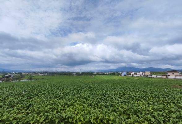 紫气东来(在天中支)多少钱一包？紫气东来(在天中支)价格表图一览表 