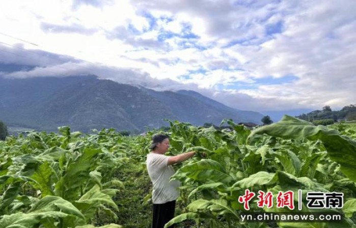 好彩(硬蓝幸运Switch巴西版)一手批发，好彩(硬蓝幸运Switch巴西版)批发价格是多少？