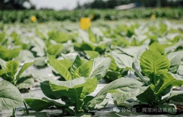 万宝路(BLEND No.54薄荷型100S美税版)什么价格？万宝路(BLEND No.54薄荷型100S美税版)多少钱一盒2025？