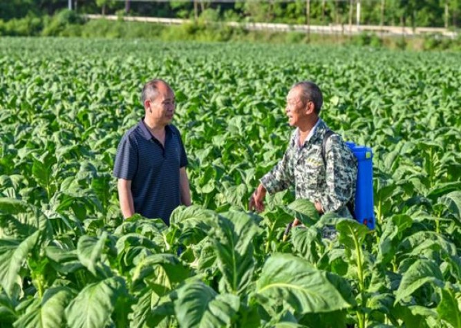 深度解析！黄鹤楼福禄寿禧·寿香烟的进货之道