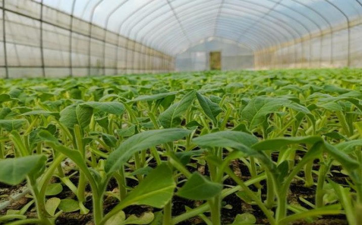 芙蓉王(锦绣)多少钱一盒？芙蓉王(锦绣)价格查询 