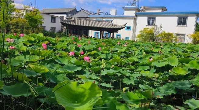 泰山(瀞十)多少钱一盒2025？泰山(瀞十)参数详解 