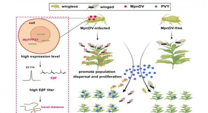 万宝路(软红阿根廷签名版)价格表图一览表 万宝路(软红阿根廷签名版)价格表一览 