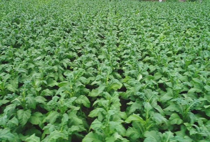 七匹狼红金多少钱一盒2024？七匹狼红金多少钱一盒？