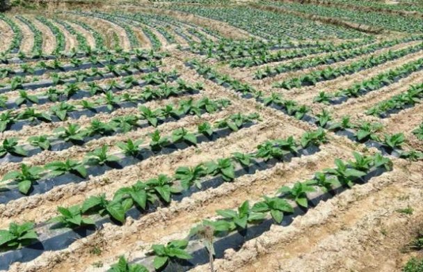 精选！黄山黑马细支香烟一手货源价格及购买渠道解析