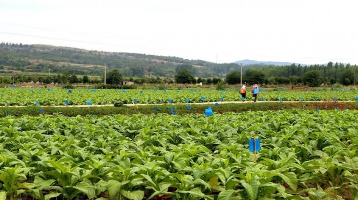 今日公布！正品烟草批发厂家直销价格“万水千山”