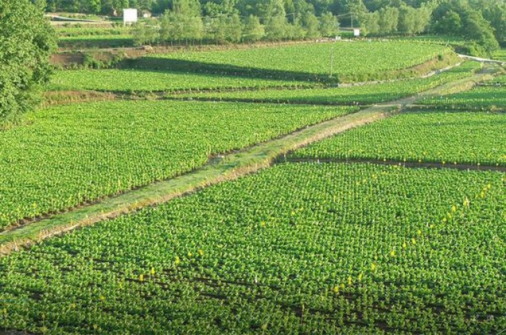 芙蓉王(荣耀中支)多少钱一包2025？芙蓉王(荣耀中支)价钱批发 