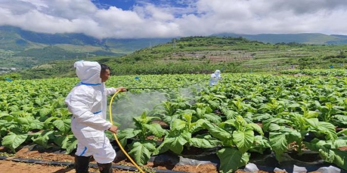 破天荒！哪个网卖免税烟“绵里藏针”
