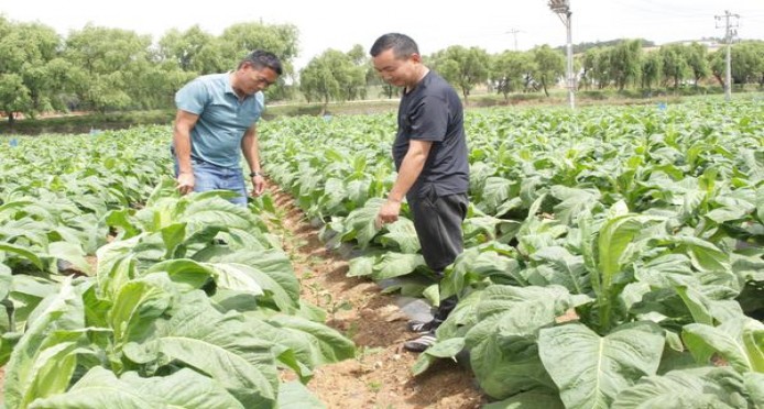 重大新闻！代工香烟能买吗“藏龙卧虎”