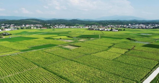 万宝路(白绿澳门含税版)批发价格，万宝路(白绿澳门含税版)香烟价格表2024