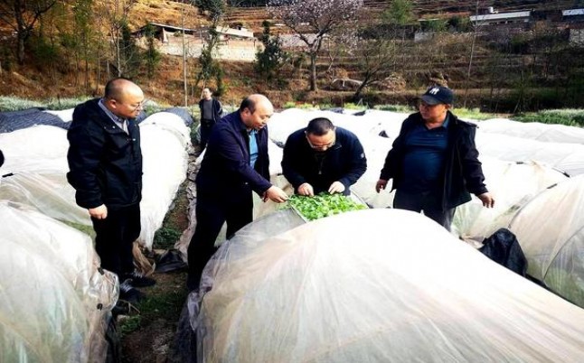 娇子(宽窄感恩)香烟价格表2025 娇子(宽窄感恩)价格表图一览表 