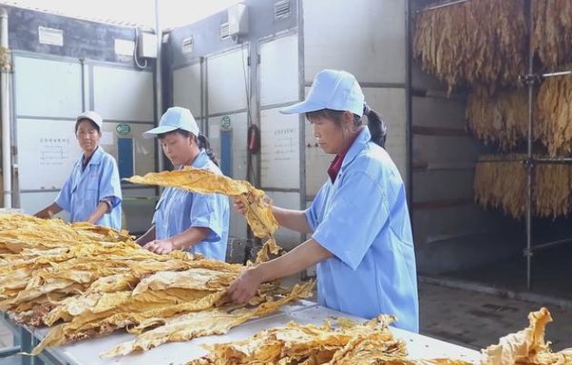 精选！大卫杜夫金装白香烟一手货源价格及购买渠道解析