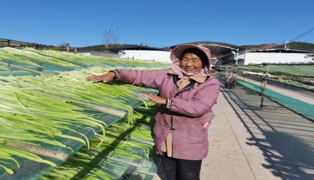 深入解析！贵烟国酒香15香烟的批发奥秘