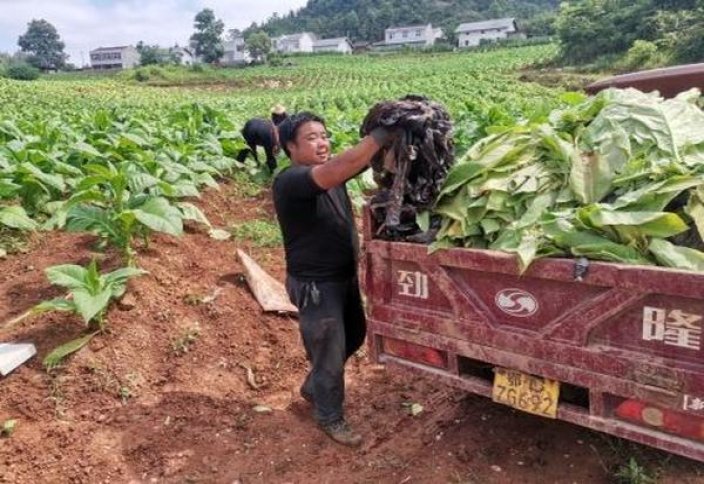 探索！黄鹤楼万年红香烟的市场行情