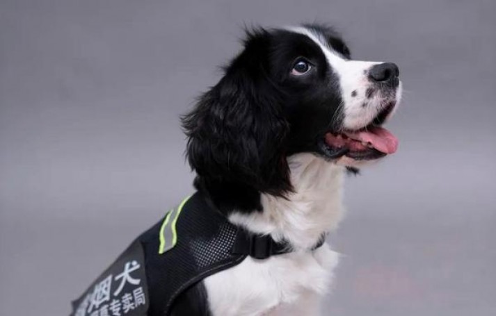 王子(火 硬白淡味丹麦版)批发价格是多少？王子(火 硬白淡味丹麦版)多少钱一包？