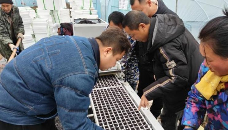 七匹狼(软红银)厂家批发，七匹狼(软红银)价格表和图片