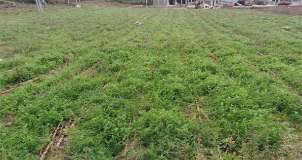 红塔山(细支传奇)厂家渠道，红塔山(细支传奇)价格表和图片