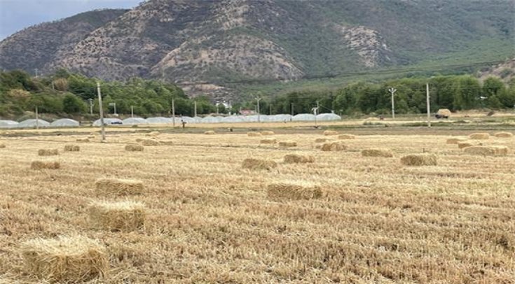 最新头条！越南代工香烟批发渠道“天荒地老”