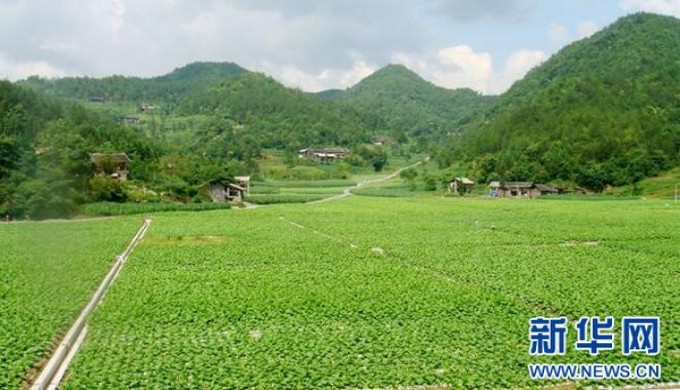 新石家庄(硬珍品)价钱批发 新石家庄(硬珍品)图片及价格查询