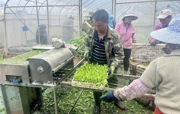 金圣智圣出山双中支多少钱一包？金圣智圣出山双中支价格表图一览表 