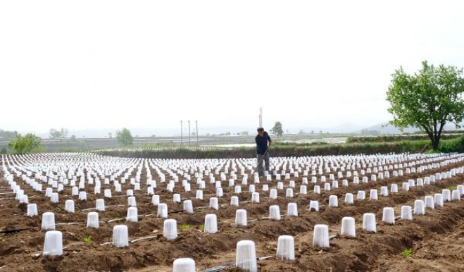 七星(一毫克)多少钱一包2025？七星(一毫克)多少钱一包2025？