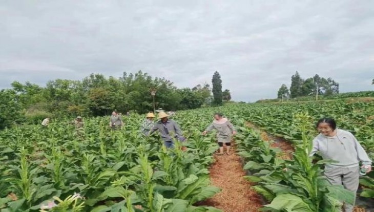 冬虫夏草(双中支)价格表一览 冬虫夏草(双中支)香烟价格表2025 