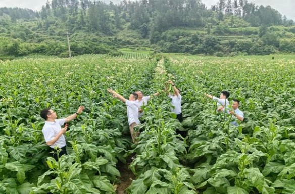 万宝路软白批发价格是多少？万宝路软白什么价格？