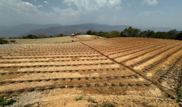 破天荒！福建云霄非精仿香烟厂家直销“深思熟虑”