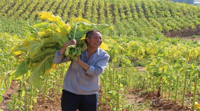 大卫杜夫(红特醇)什么价格？大卫杜夫(红特醇)什么价格？