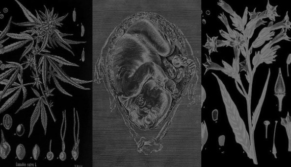 七星(限量版)参数详解 七星(限量版)香烟价格 