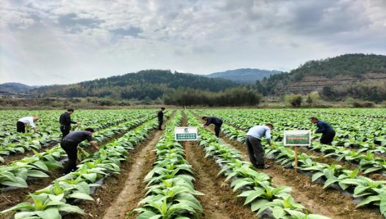 娇子(宽窄子弹头)批发价格是多少？娇子(宽窄子弹头)多少钱一包2025？