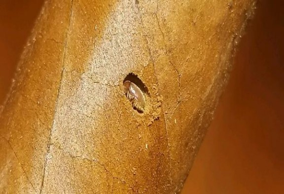 头条！爱喜esse官网代购真假“扶老携幼”