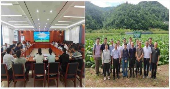 黄金叶(大禹治水)价格查询 黄金叶(大禹治水)价格查询 