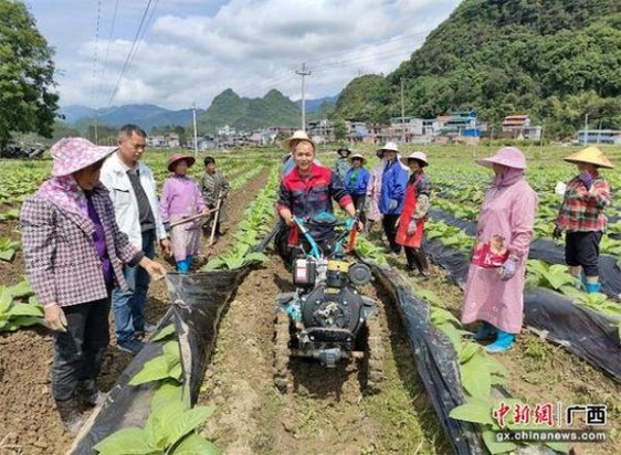 独家报道！正品香烟代工“六亲无靠”