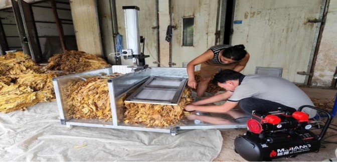 冬虫夏草(天边细支)价格表和图片 冬虫夏草(天边细支)图片及价格查询