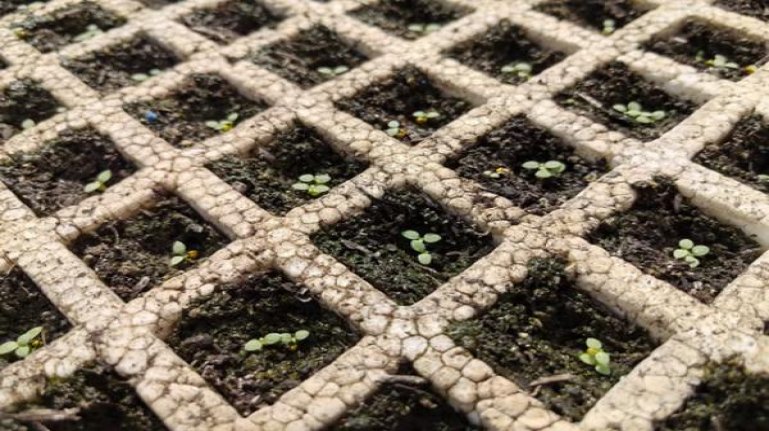 泰山(硬红八喜)厂家直销，泰山(硬红八喜)批发价格是多少？