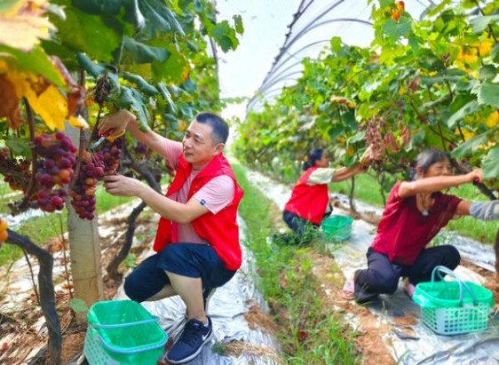 揭秘！娇子硬龙凤经典批发渠道订货指南及操作手册