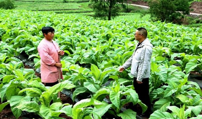 长城毛氏雪茄2号价格表图一览表 长城毛氏雪茄2号价格表一览 